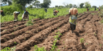 The presidency has called on Nigerians to embrace subsistence farming to address the challenge of the rising cost of food