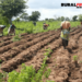 The presidency has called on Nigerians to embrace subsistence farming to address the challenge of the rising cost of food