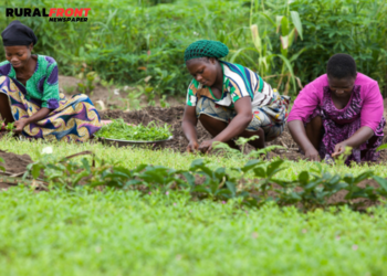 We need friendly policies to promote sustainable agricultural practices – NIFST